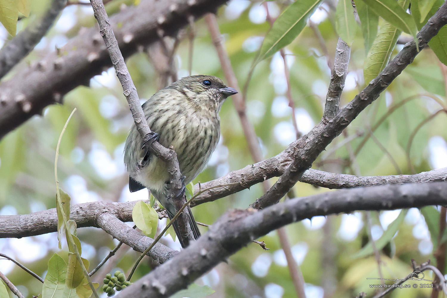 HISPANIOLAN SPINDALIS (Spindalis dominicensis) - Stng / Close
